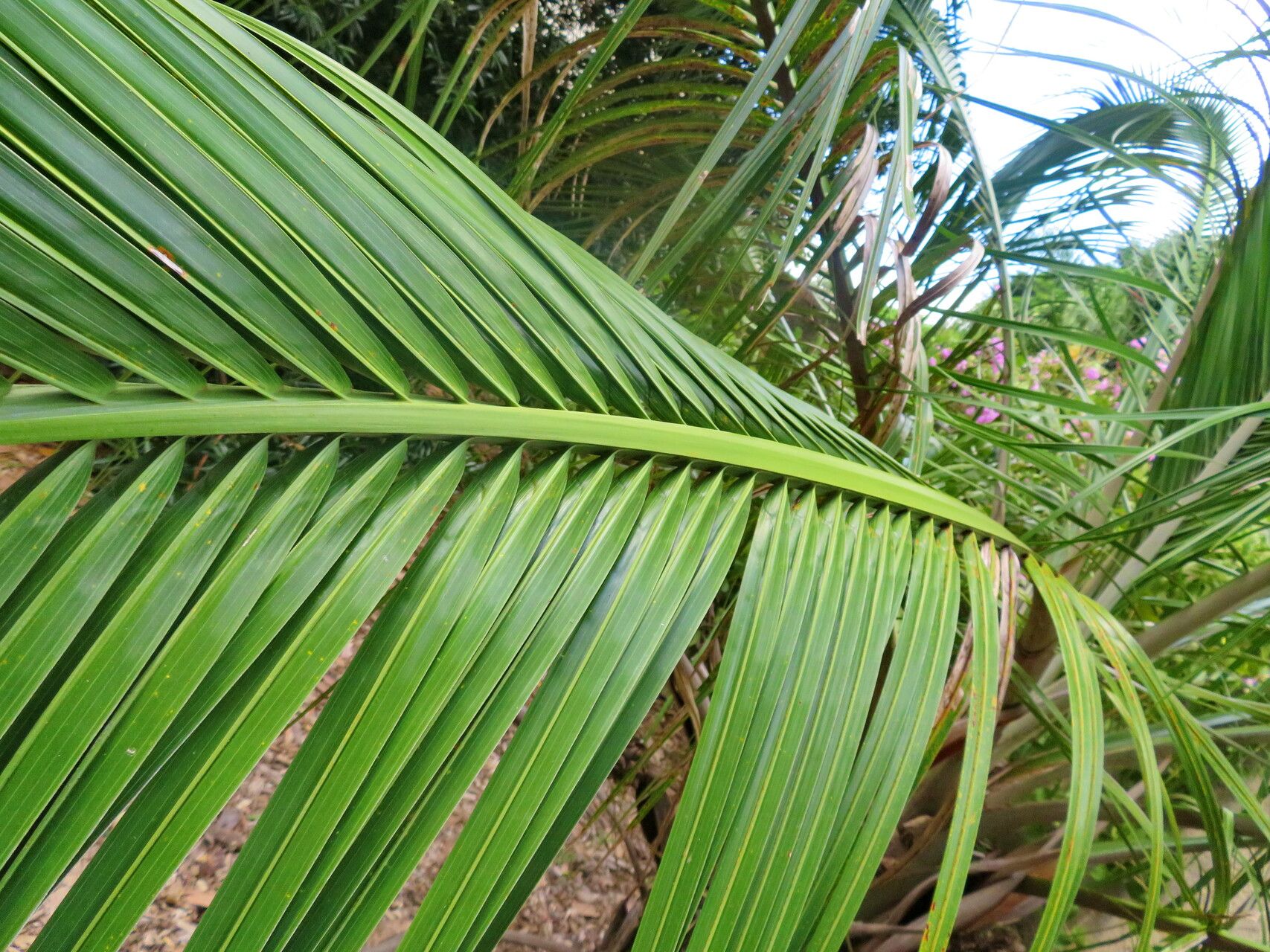 Attalea exigua — houseplant care guide