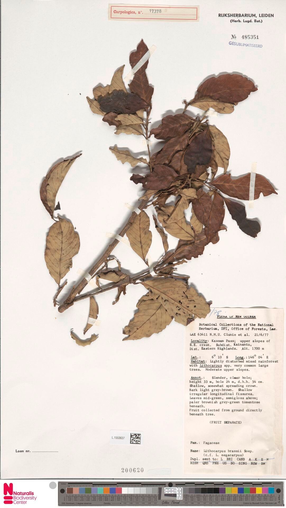 Lithocarpus brassii — search result for 'Lithocarpus'