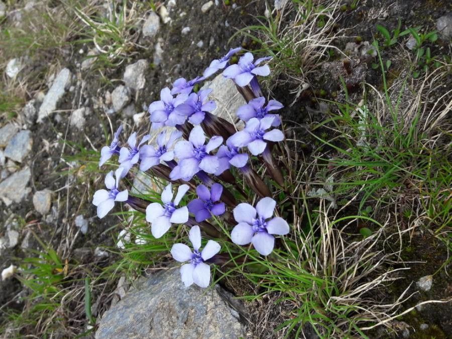 Gentiana pumila flower