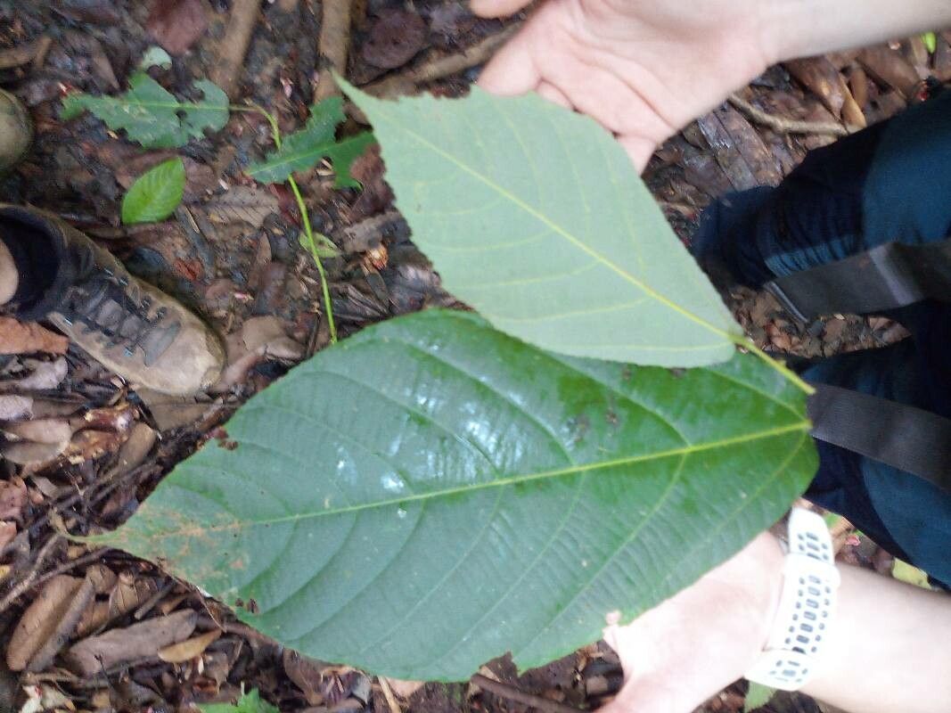 Apeiba petoumo leaf