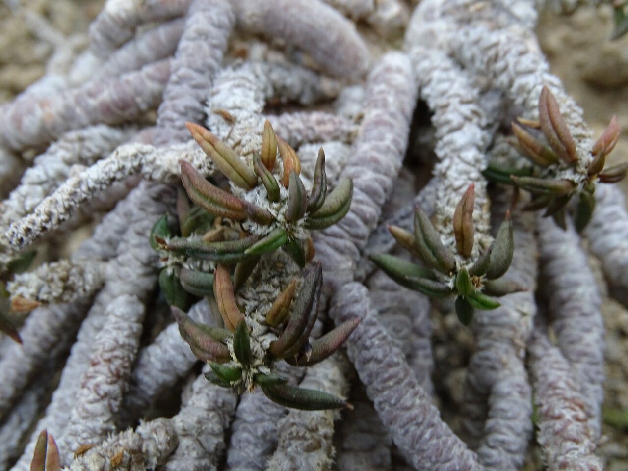 Euphorbia cylindrifolia leaf