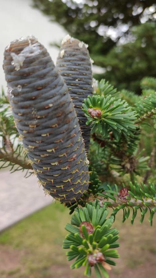 Abies koreana fruit