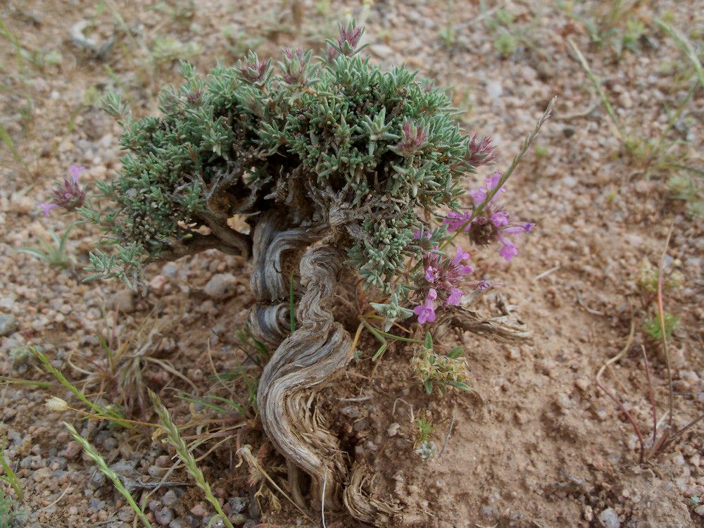 Thymus munbyanus habit