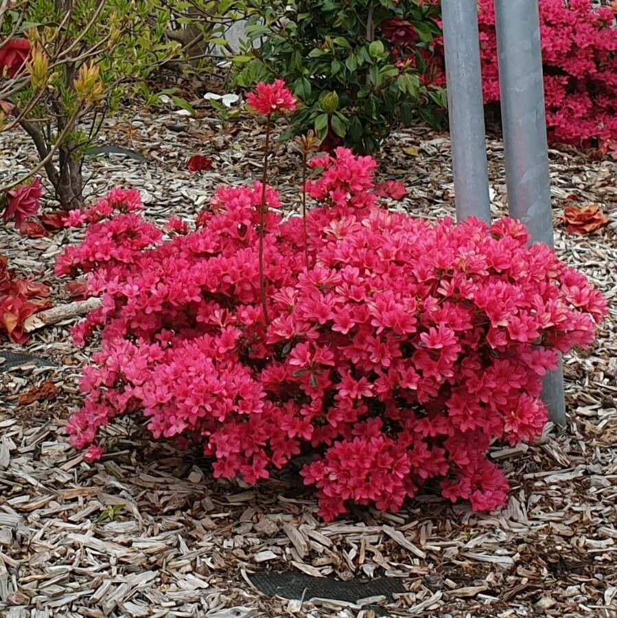 Rhododendron japonicum habit