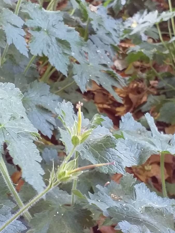 Geranium wlassovianum flower