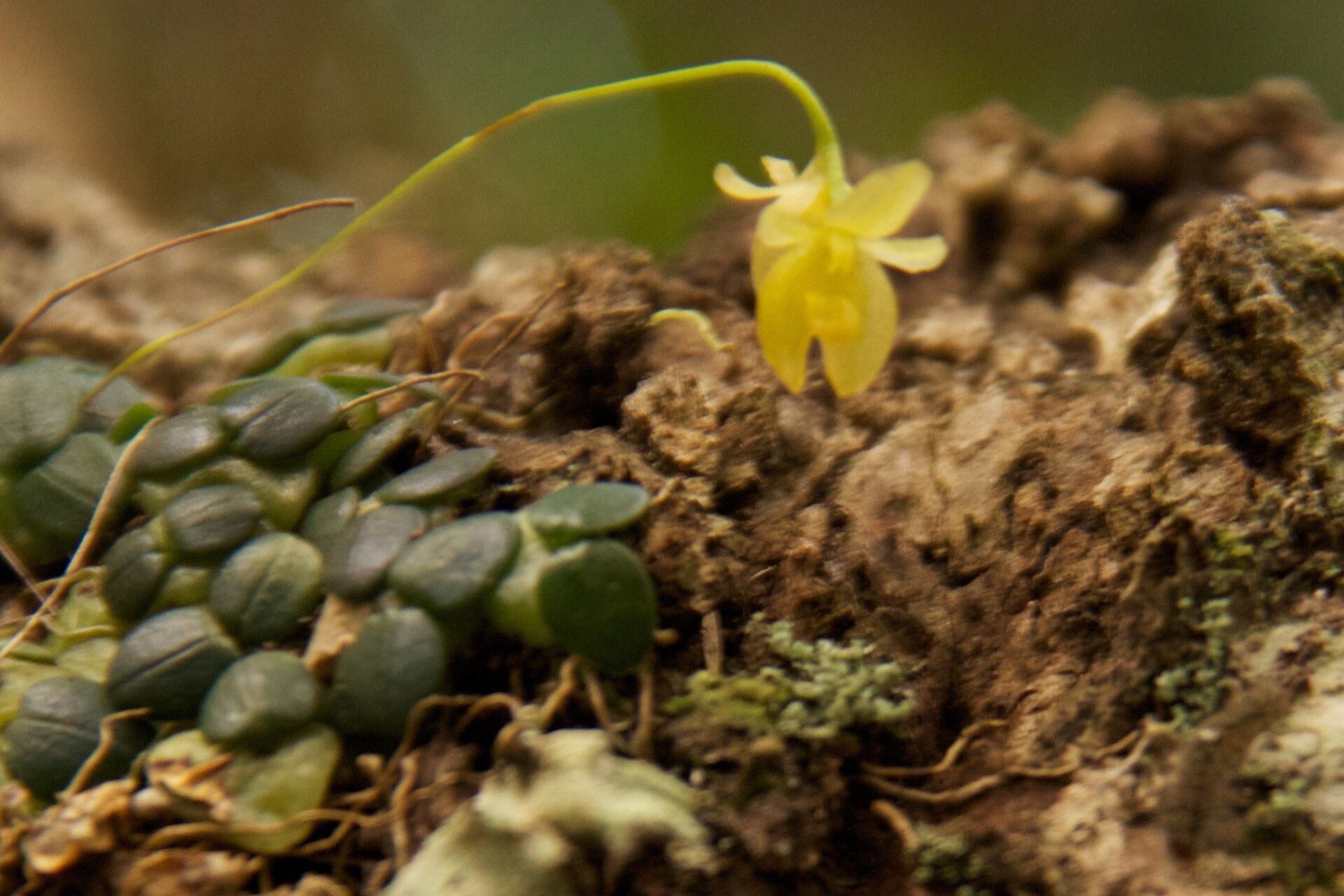 Bulbophyllum sciaphile habit
