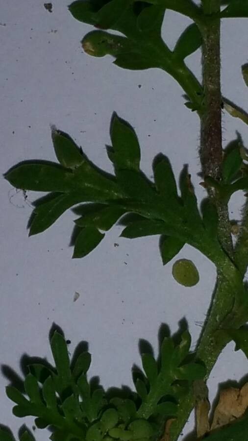 Coronopus didymus leaf