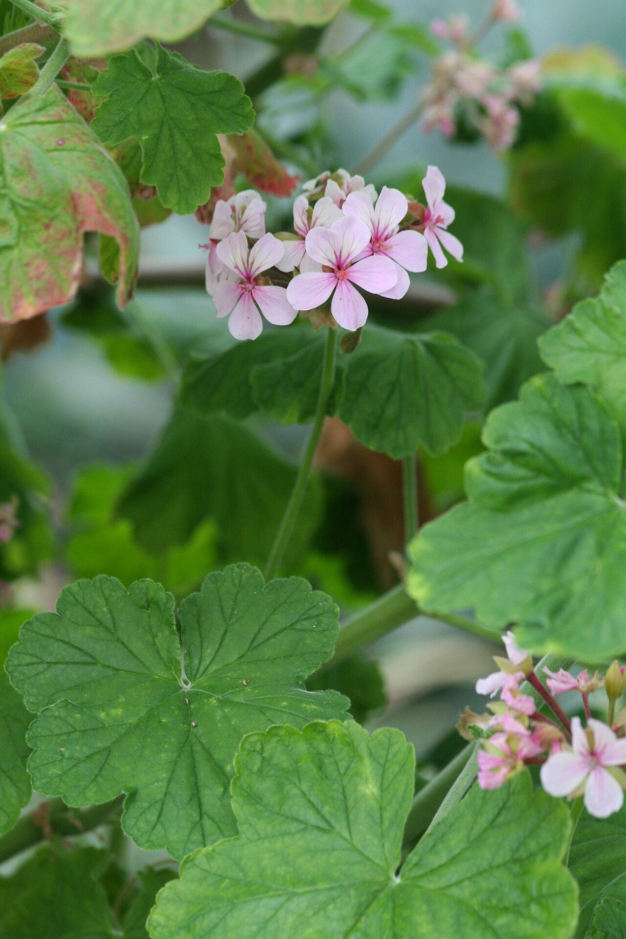 Pelargonium acraeum