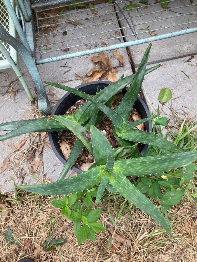 Aloe mudenensis — houseplant care guide