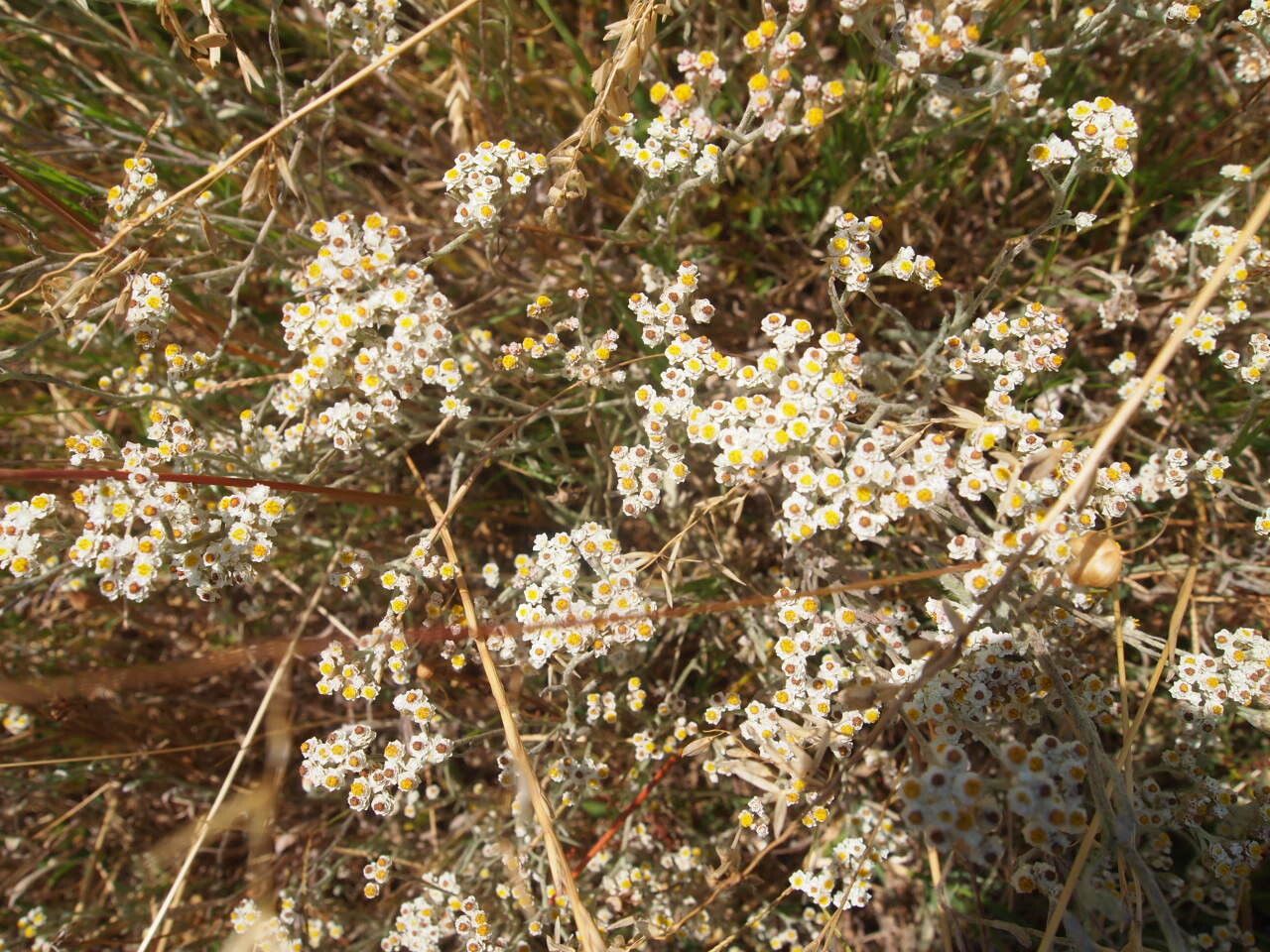 Helichrysum indicum — search result for 'Helichrysum'