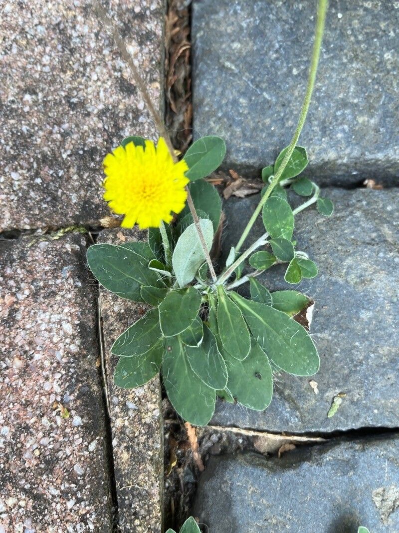Hieracium lawsonii flower
