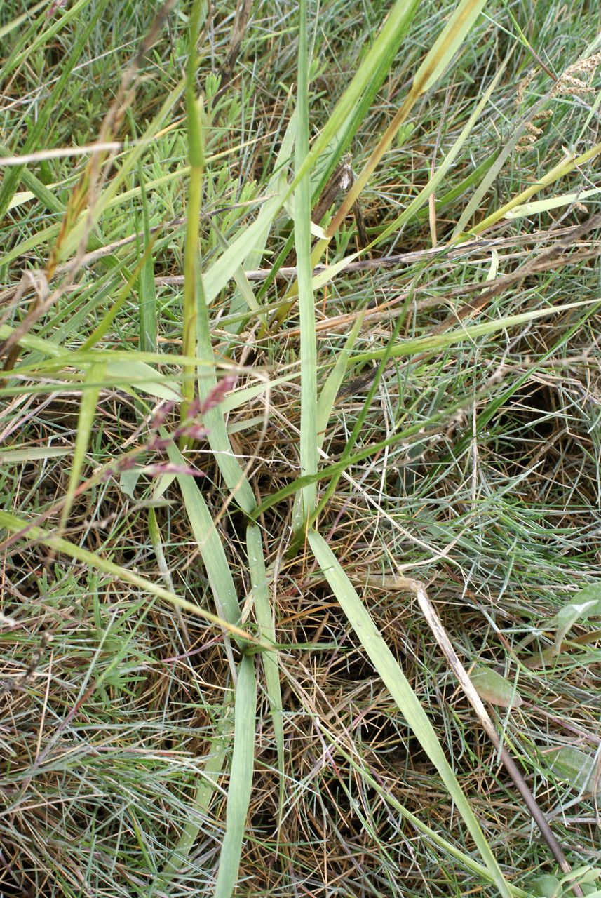 Spartina x townsendii — search result for 'Spartina'