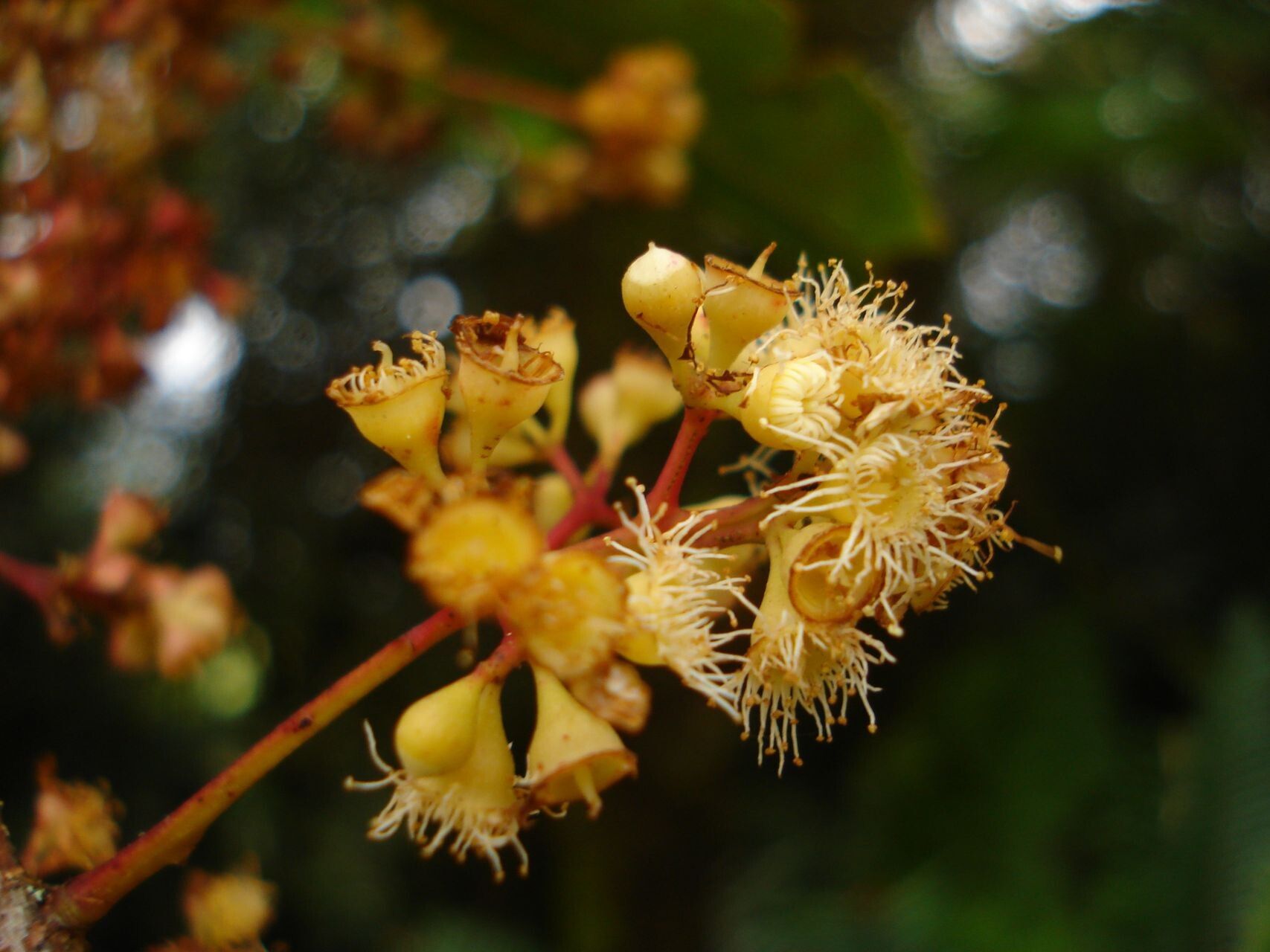 Syzygium neolaurifolium flower