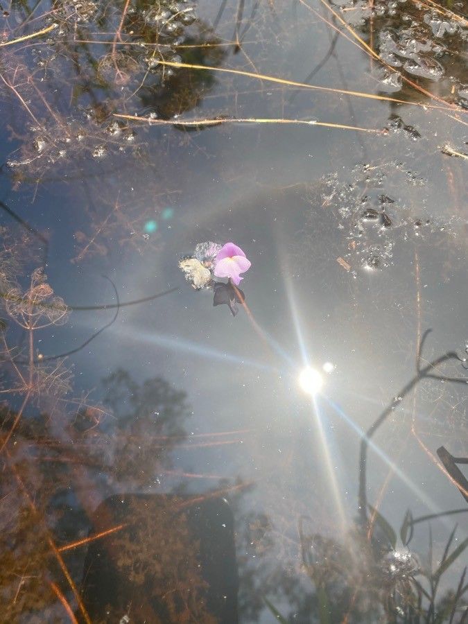 Utricularia purpurea