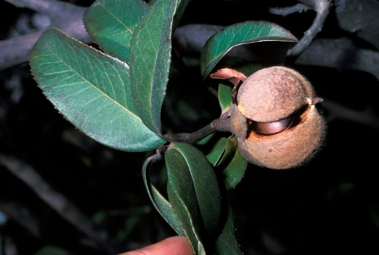 Pyrenaria spectabilis fruit