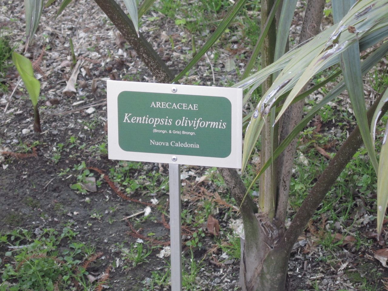 Kentiopsis oliviformis bark