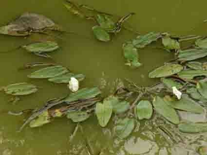 Ottelia ovalifolia habit