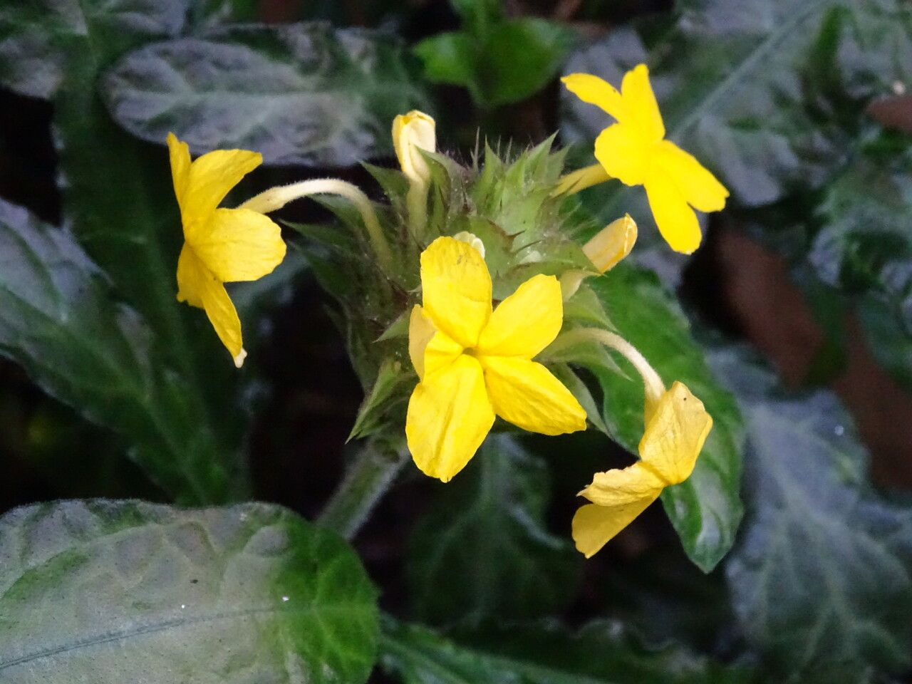 Crossandra flava flower