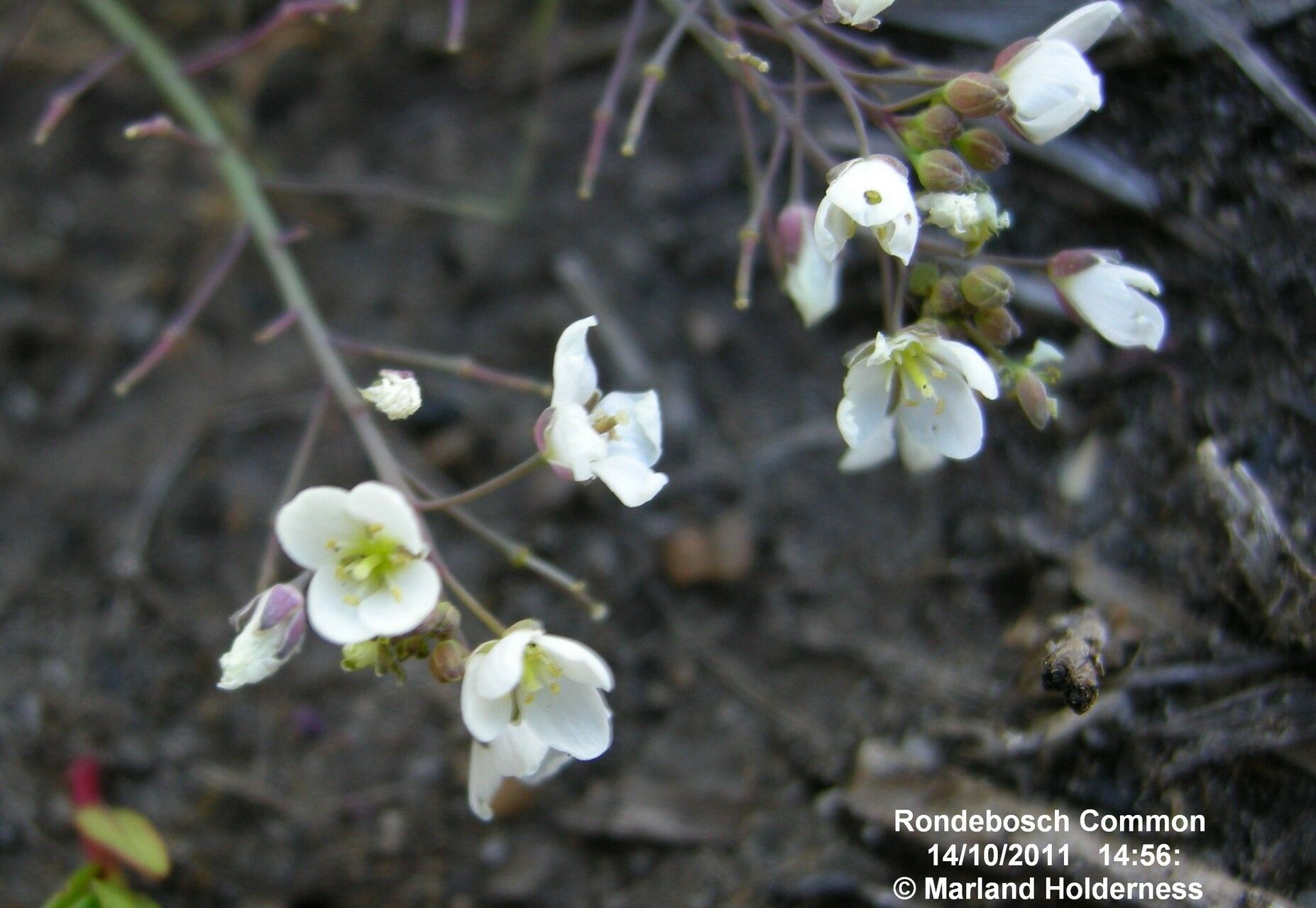 Heliophila pusilla — related species from the same genus