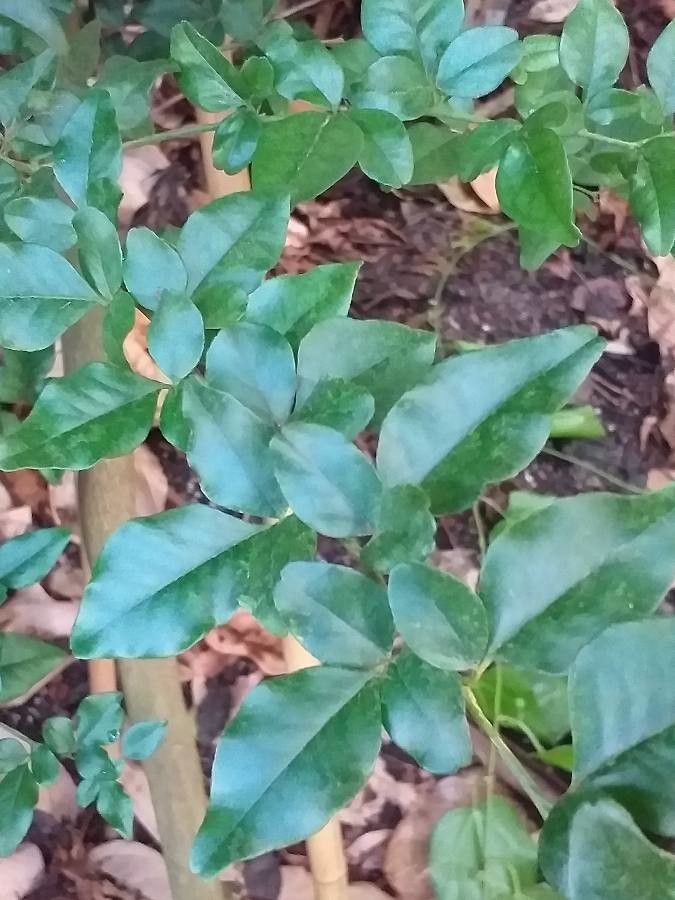 Triphasia trifolia — search result for 'Thailand'