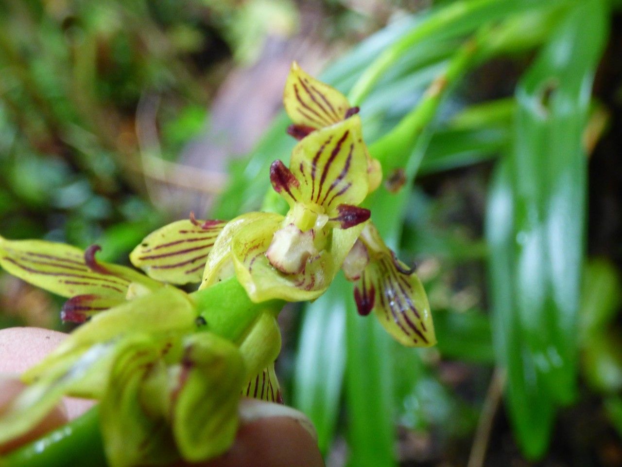 Bulbophyllum primasticum flower