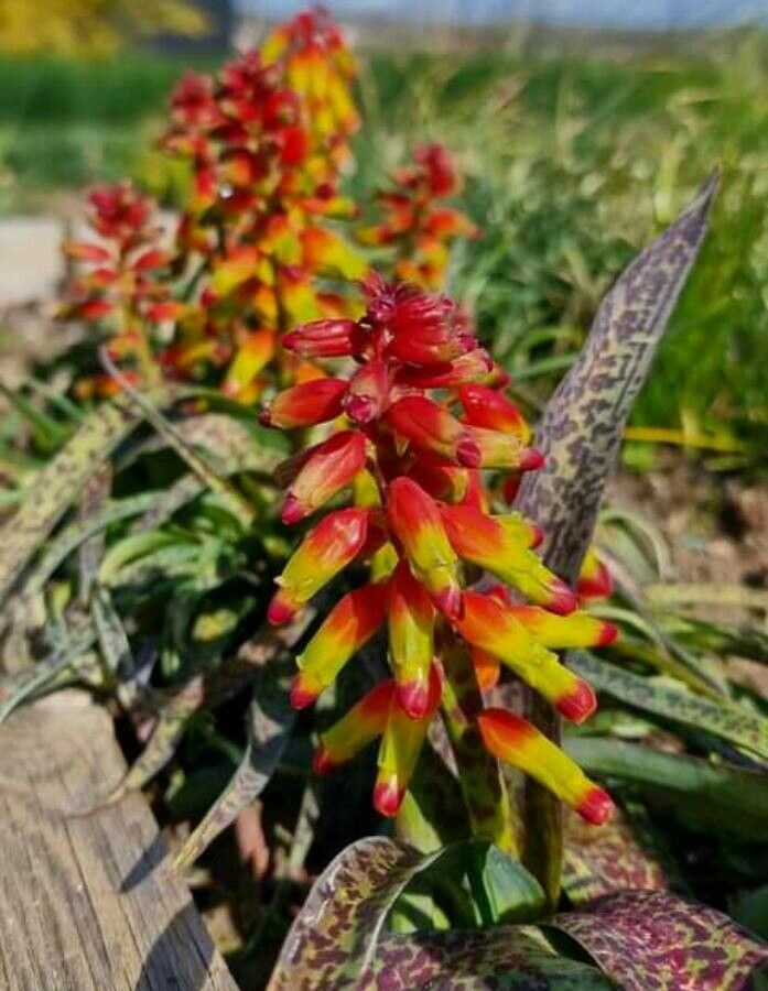 Lachenalia bulbifera — related species from the same genus