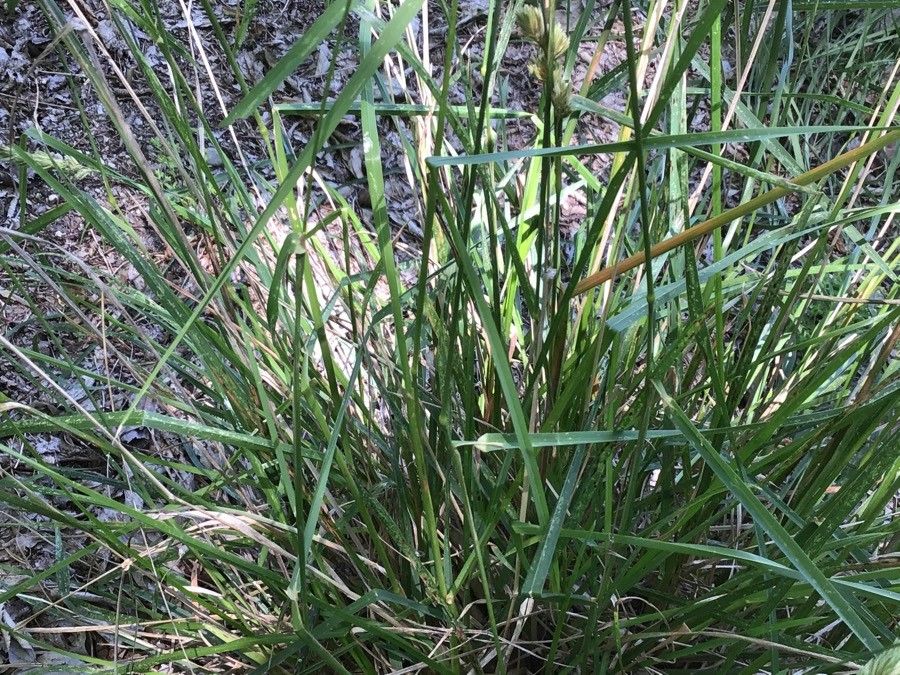 Festuca durandoi — search result for 'Festuca'