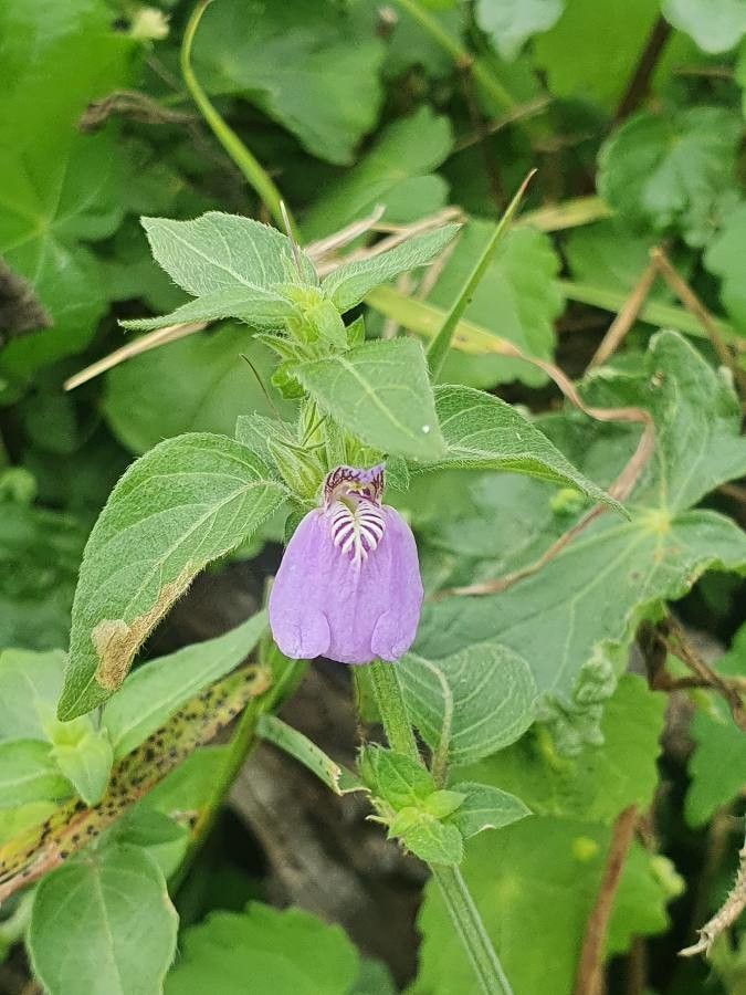 Justicia unyorensis flower