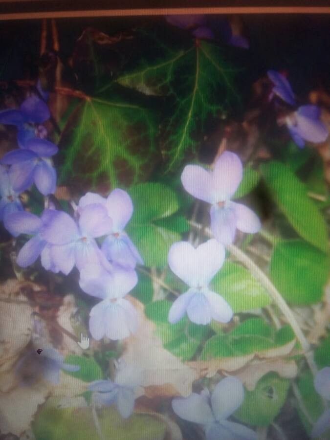 Viola alba subsp. dehnhardtii — houseplant care guide