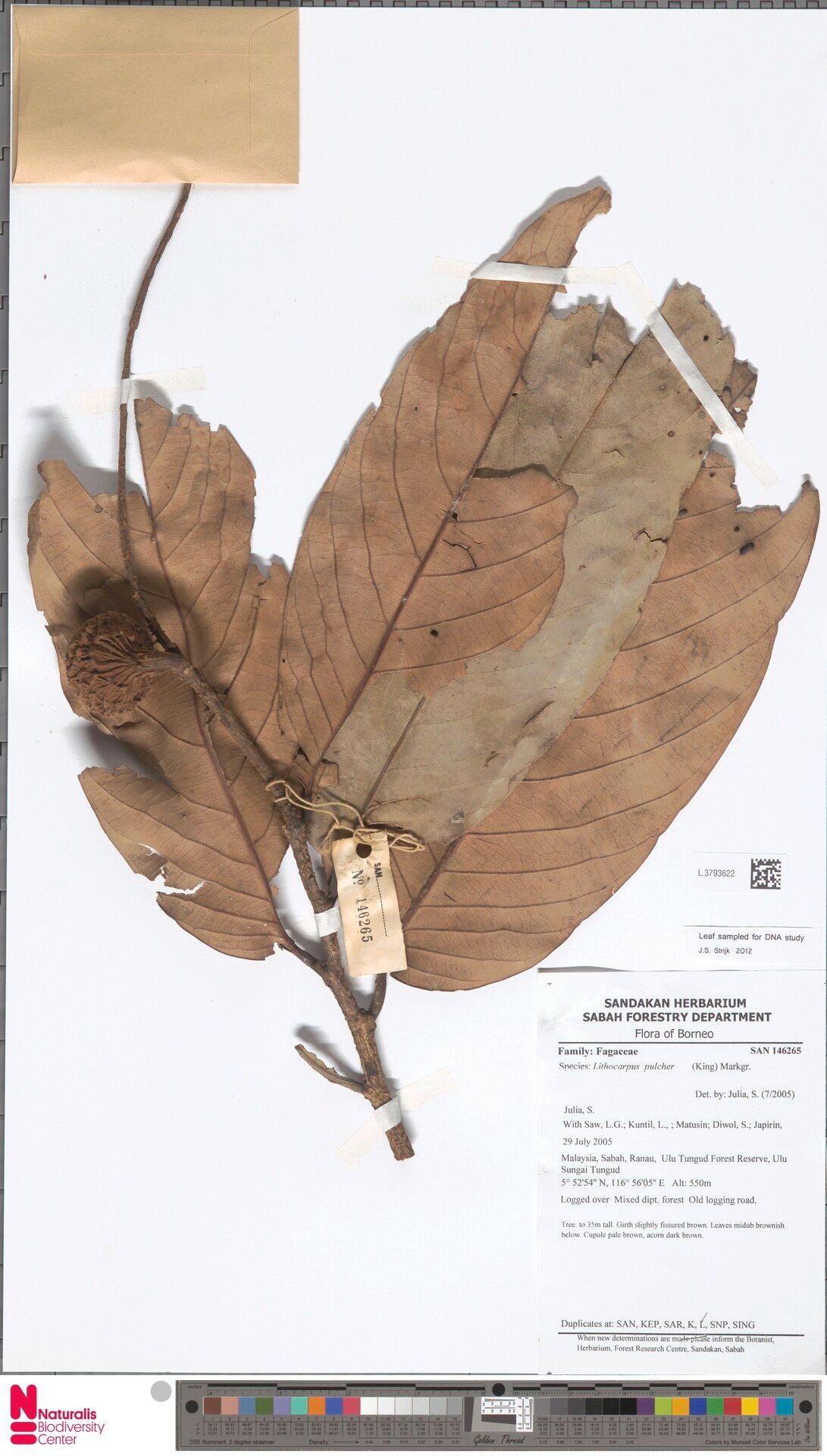 Lithocarpus pulcher — houseplant care guide