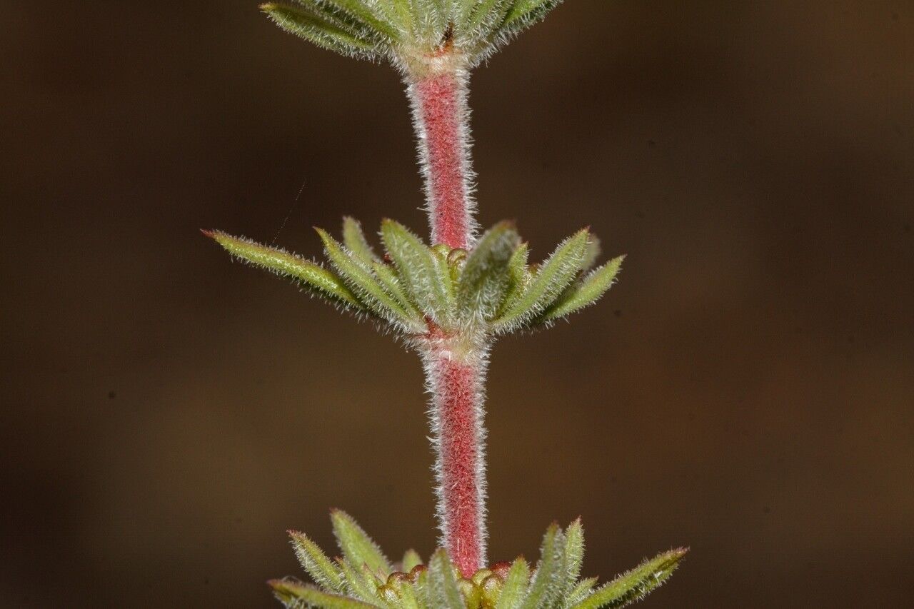 Anthospermum ternatum leaf