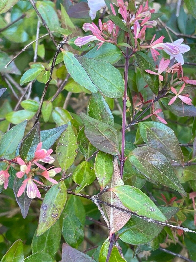 Zabelia triflora — related species from the same genus