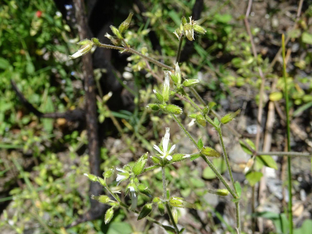 Cerastium glutinosum — houseplant care guide