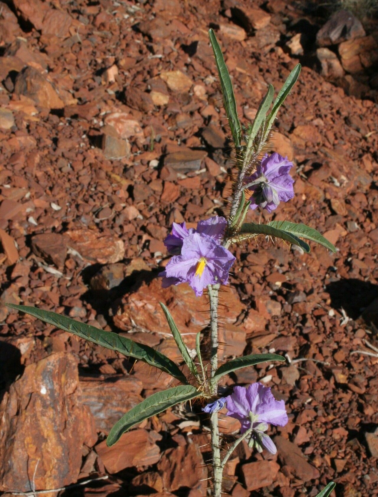 Solanum kentrocaule flower
