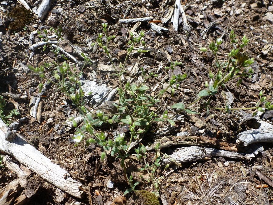 Cerastium ramosissimum habit