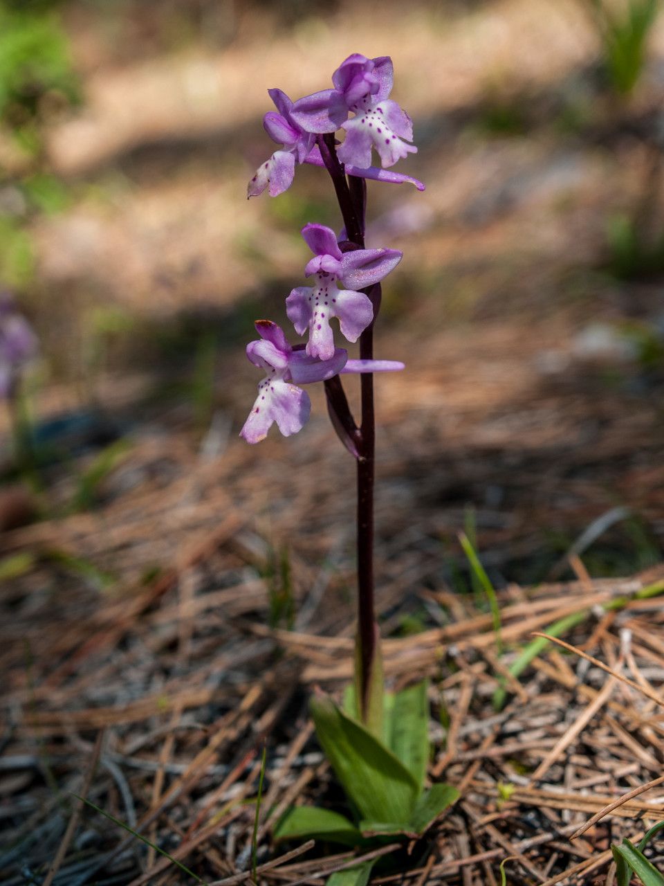 Orchis anatolica habit