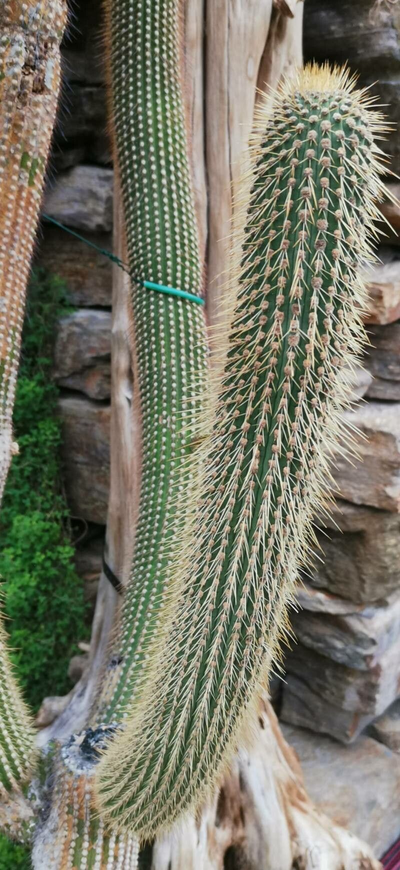 Cleistocactus micropetalus bark