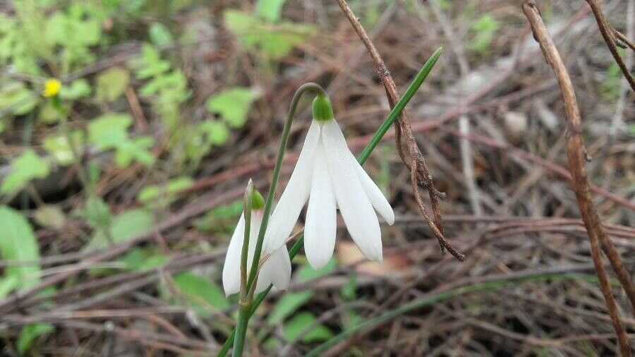 Acis trichophylla flower