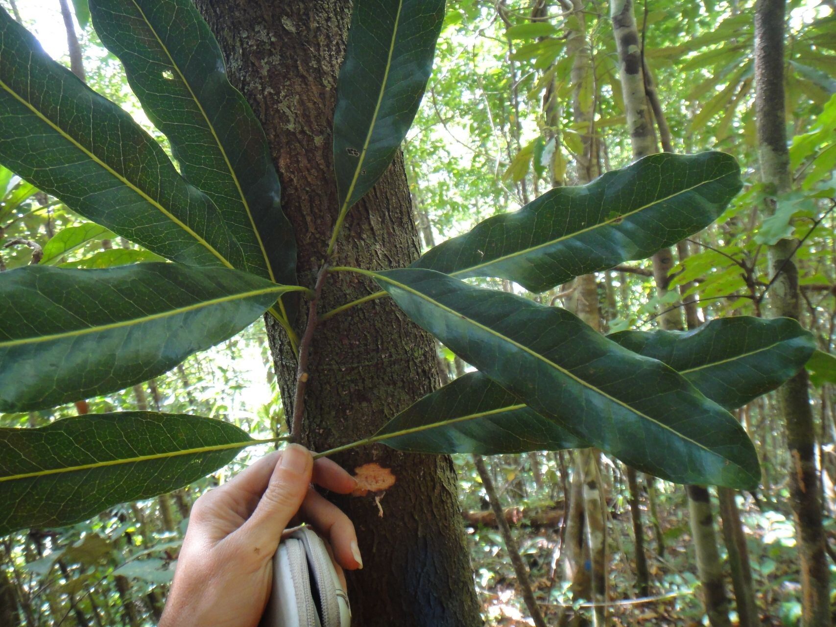 Virotia leptophylla leaf
