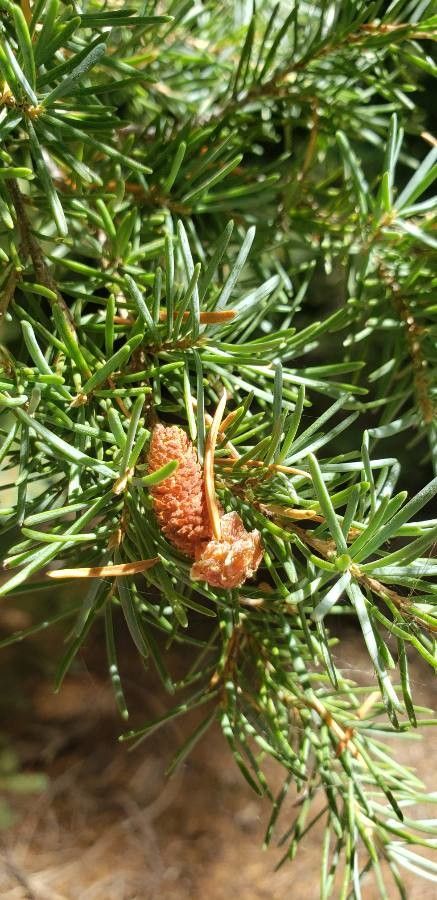 Tsuga mertensiana fruit