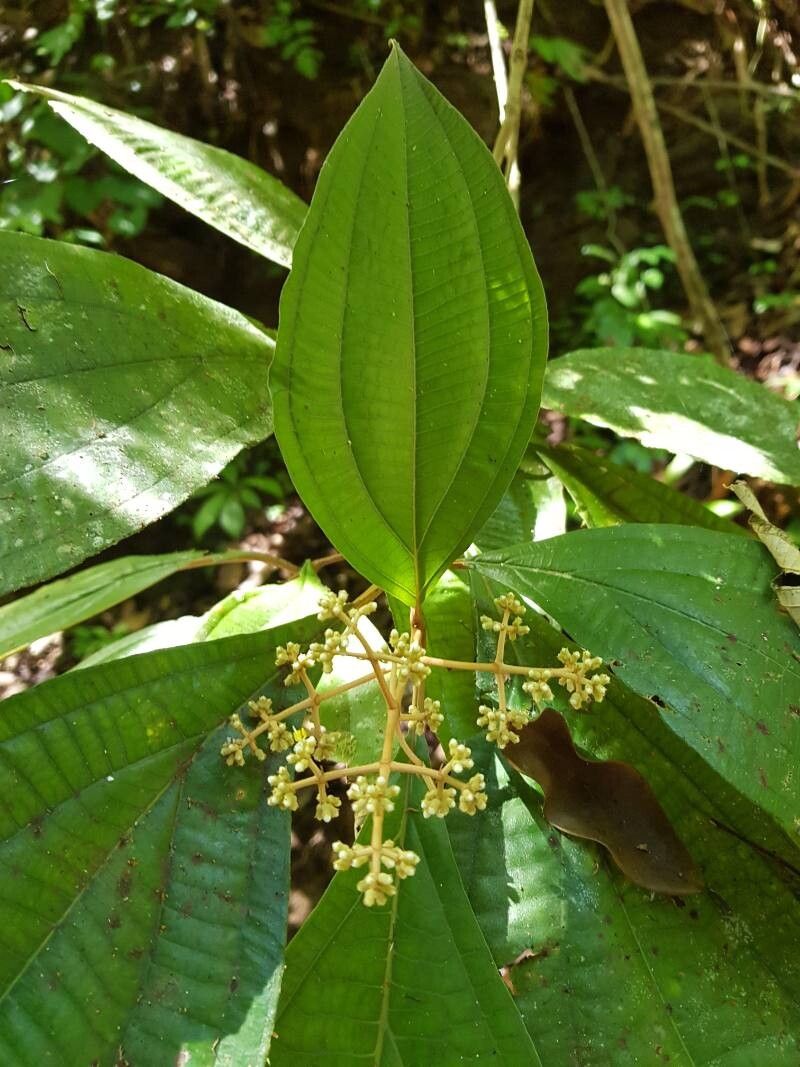 Miconia dissitinervia leaf