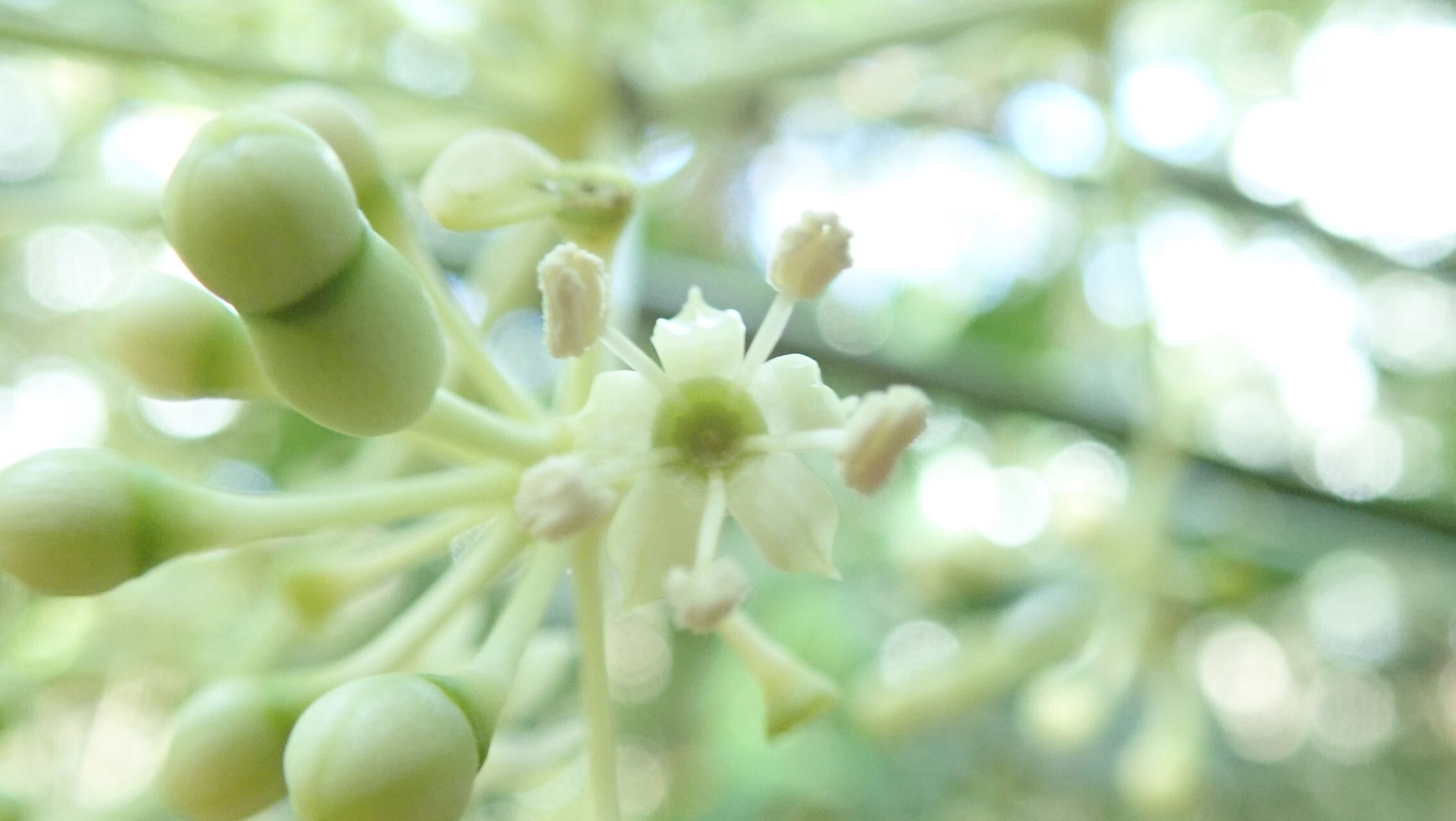 Plerandra osyana — houseplant care guide