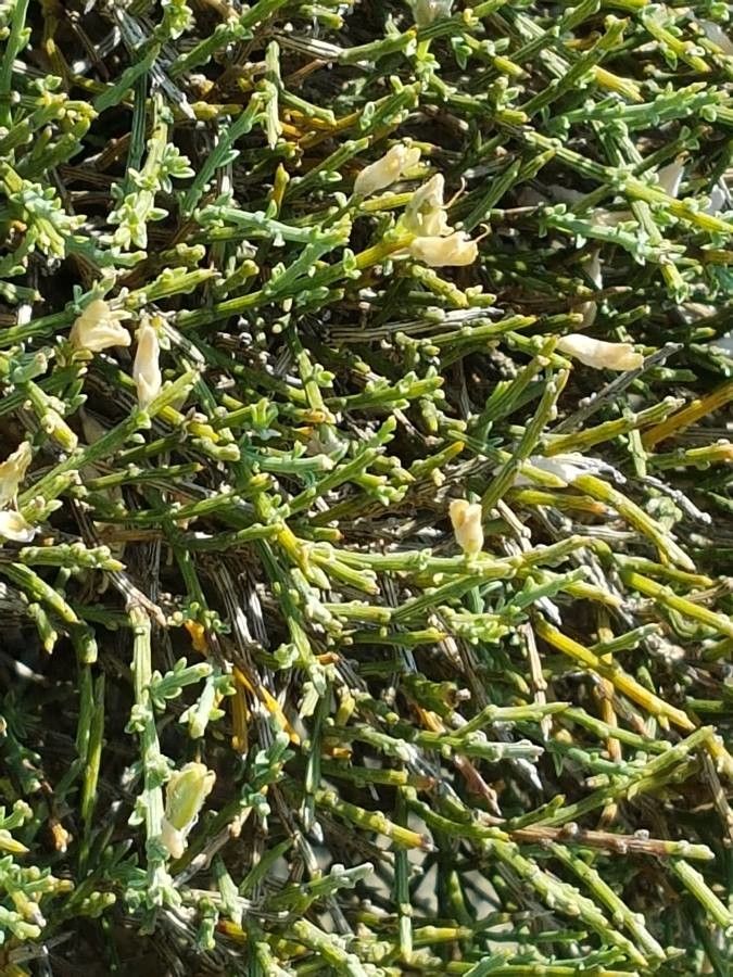 Genista lobelii — search result for 'Genista'