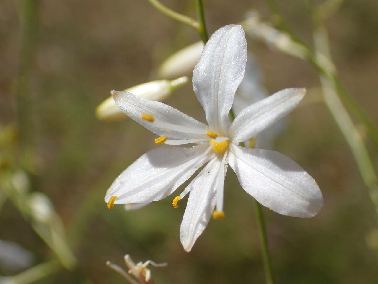 Anthericum ramosum flower