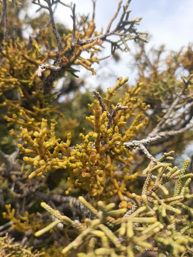 Arceuthobium gambyi leaf