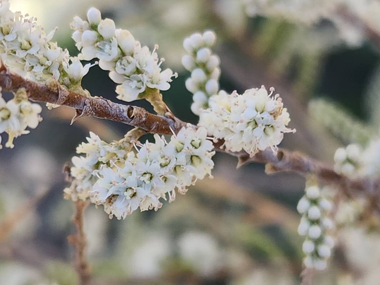 Tamarix mascatensis flower