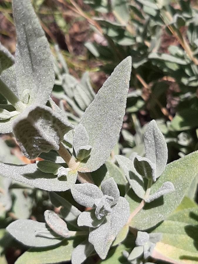 Cistus albidus — search result for 'Citrus'