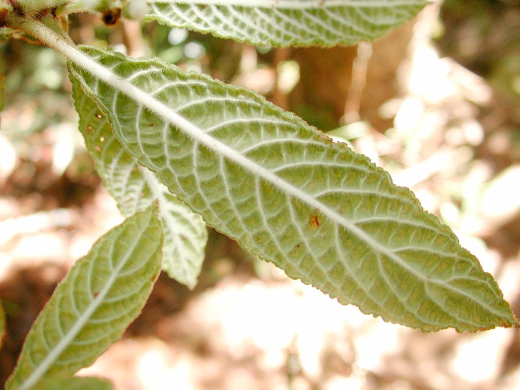 Psychotria toninensis leaf