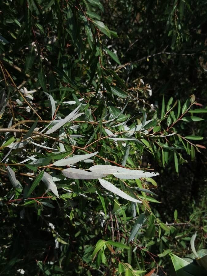 Salix laevigata — search result for 'Salix'