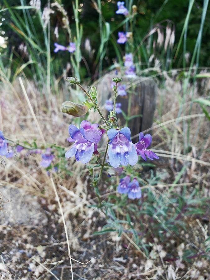 Penstemon laetus flower